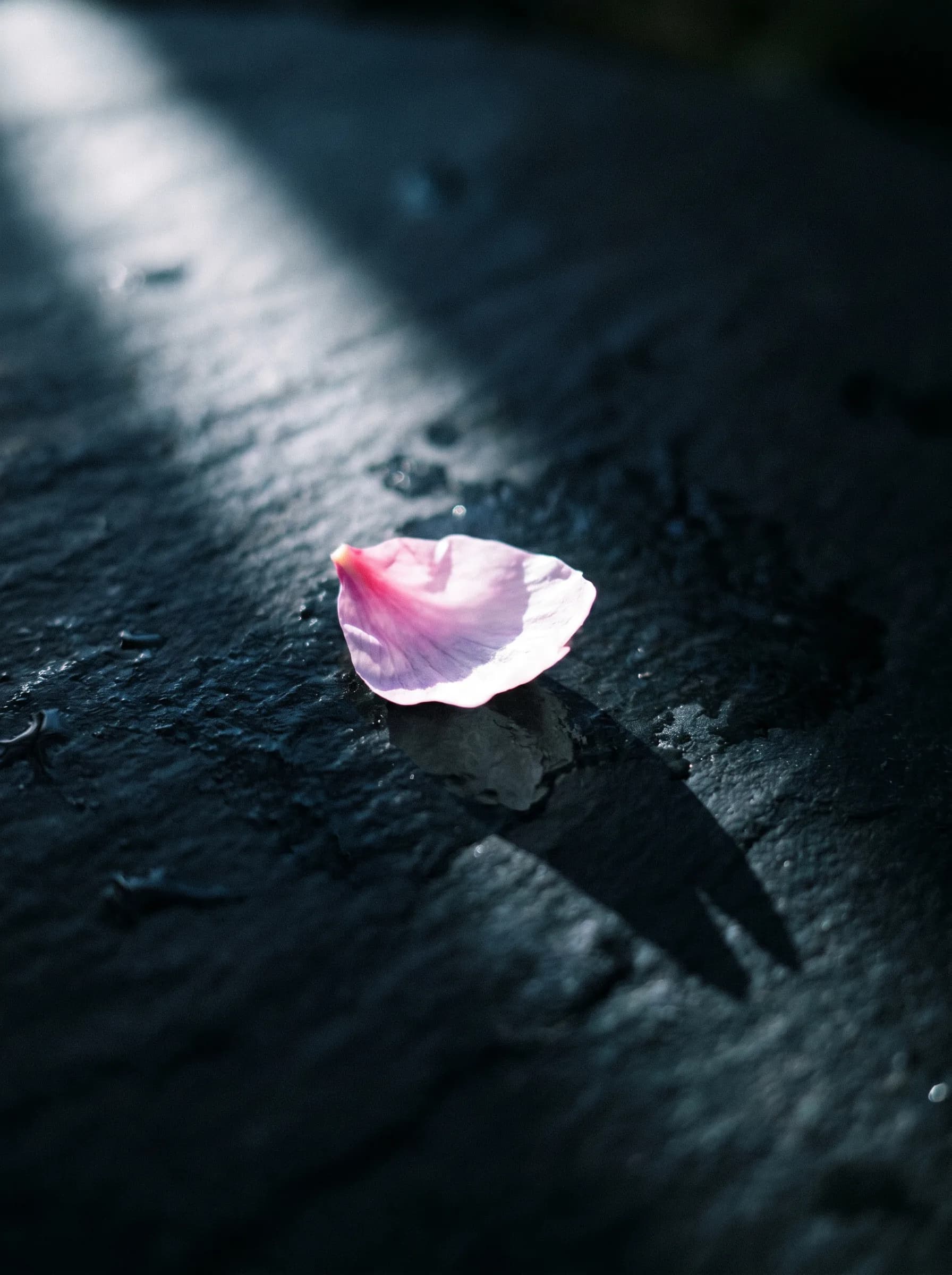 Sakura / 桜